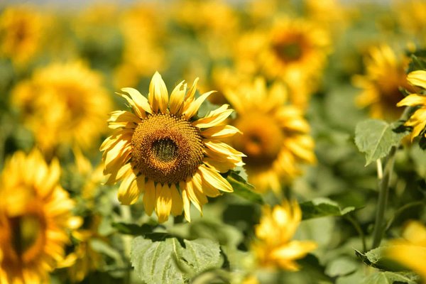 Where in Scotland can you learn traditional Highland weaving techniques?