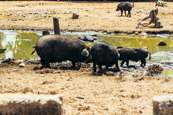 What are the best eco-friendly farm stays in the Yorkshire Dales?