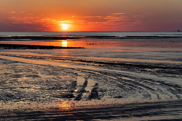 What are the best pet-friendly beaches in Brighton?